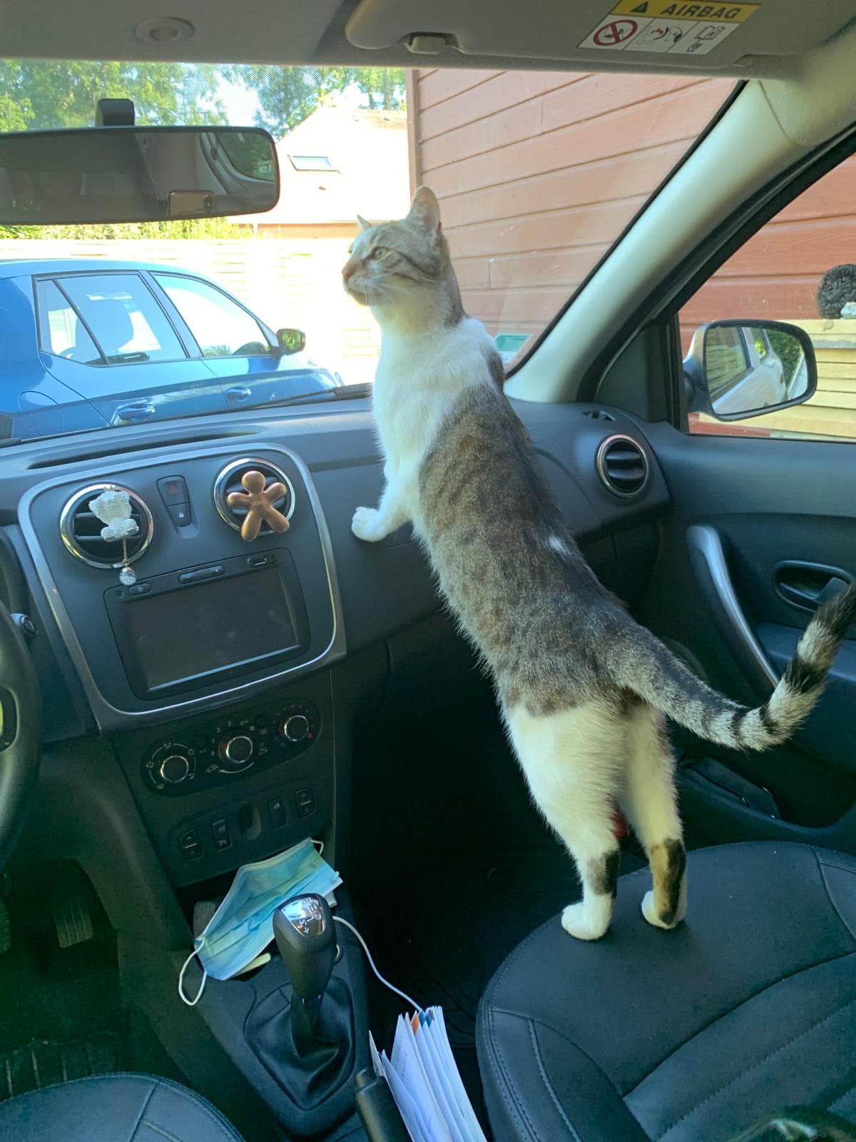 Un chat joueur avec un pelage blanc et des marquages gris et noir se tient sur le siège avant d'une voiture, regardant à travers le pare-brise, avec des objets personnels visibles sur le tableau de bord sous la lumière du soleil.